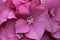 Pink mophead Hydrangea flowers in macro close up