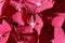 Pink mophead Hydrangea flowers in macro close up