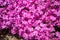 Pink moss phlox