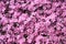 Pink moss phlox