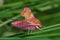Pink moth (Deilephila porcellus)