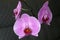 Pink moth orchid