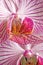 Pink moth orchid phalaenopsis, large detailed vertical closeup macro