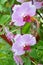 Pink moth orchids