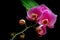 Pink moth or phalaenopsis orchids and flowering buds