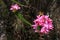 Pink mountain flowers at Cachoeira Da Fumaca, Smoke Waterfall, Vale Do Capao, Chapada Diamantina National Park, Brazil