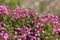 Pink Mountain Heather