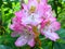 Pink mountain rhododendron flowers