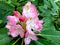 Pink Mountain rhododendrons