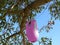 Pink Mouse Hanging from Tree