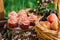 Pink muffins, fresh fruit and wildflowers composition.