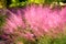 Pink Muhly Grass background. Nature landscape.