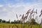 Pink Muhly Grass Muhlenbergia Capillaris on field with blue sky background