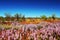 Pink Mulla Mulla blooming in Australian Outback