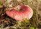 Pink mushroom