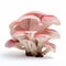Pink Mushroom Cluster: Layered Organic Forms In High-key Lighting