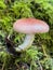 Pink Mushroom Emerging from a Mossy Log