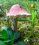 Pink Mushroom on the Forest Floor