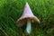 Pink mushroom on the grass