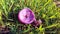 a pink mushroom in the green grass