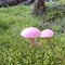 Pink mushrooms and Moss