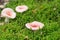 Pink mushrooms russula betularum in moss