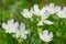 Pink Musk Mallow wildflowers