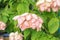 Pink Mussaenda Queen Sirikit or Peach Mussaenda is a tropical plant blooming