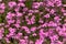 Pink Myosotis alpestris Forget-Me-Not Flowers In Spring garden