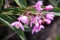 Pink Native Orchid Flowers