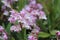 Pink Native Orchid Flowers