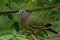 Pink Necked Green Pigeon