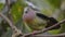 Pink-necked Green Pigeon on Branch