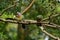 Pink-necked Green-Pigeon (Treron vernans)