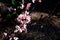 Pink Nectarine flower blossoms - prunus persica nectarine - on t