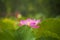 Pink nelumbo nucifera gaertn blossom lotus