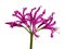 Pink Nerine flower on white