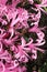 Pink nerine flowers