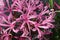 Pink nerine flowers