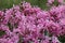 Pink nerine flowers