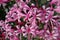 Pink nerine flowers