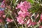 Pink Nerium Oleander blooming branches with flowers, close up view. Mediterranean summer flower background