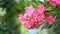 Pink Nerium oleander flower