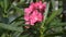 Pink Nerium oleander flower