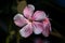 pink Nerium oleander  or kaner