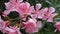 Pink Nerium sweet oleander poisonous toxic flowers blooming in summer close up