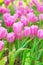 Pink Netherlands tulips flower field blossom vertical