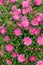 Pink New York Aster Flowers