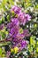 Pink New Zealand hebe plant with flowers in bloom against blurred background