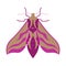 Pink night moth top view isolated on a white